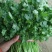 香菜20~25厘米以上质量很好，诚信第一，价格便宜，欢