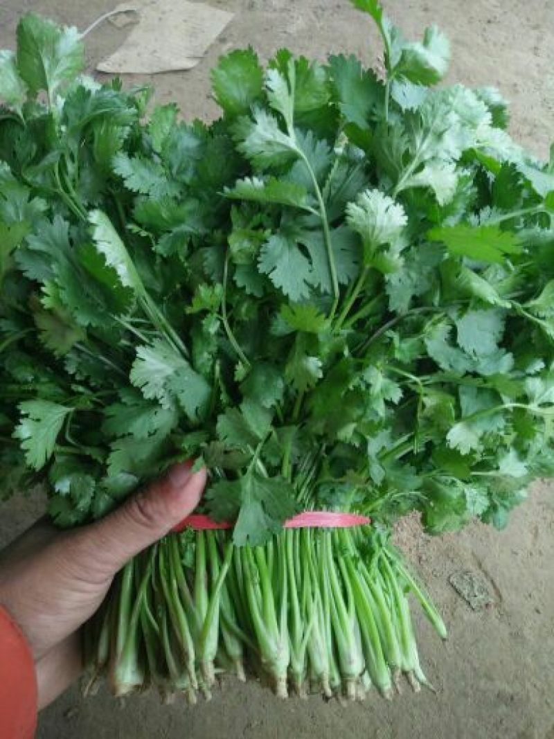 香菜20~25厘米以上质量很好，诚信第一，价格便宜，欢