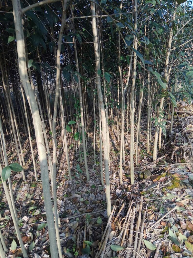 大叶女贞4cm以下