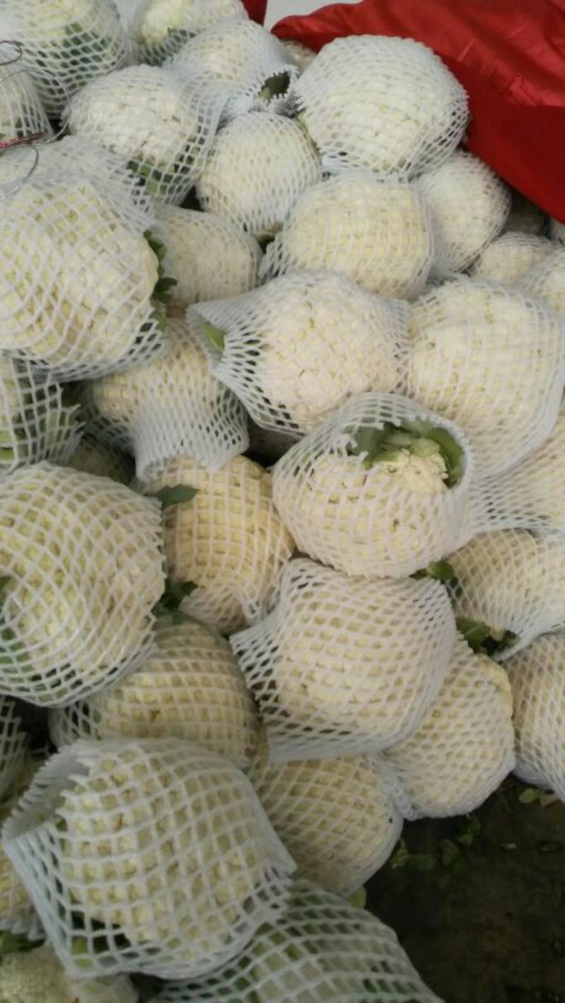 菜花2斤紧密乳白，精品实花，上海实花
