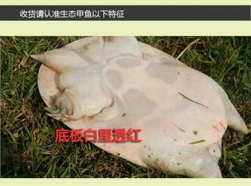 生态甲鱼2.5~3斤