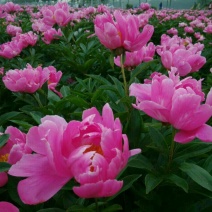 白芍种苗产地直销技术指导回收产品量大优惠