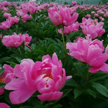 白芍种苗产地直销技术指导回收产品量大优惠