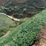 铁观音500克/盒高山手工茶包邮