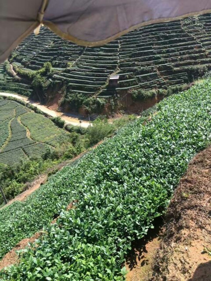 铁观音500克/盒高山手工茶包邮
