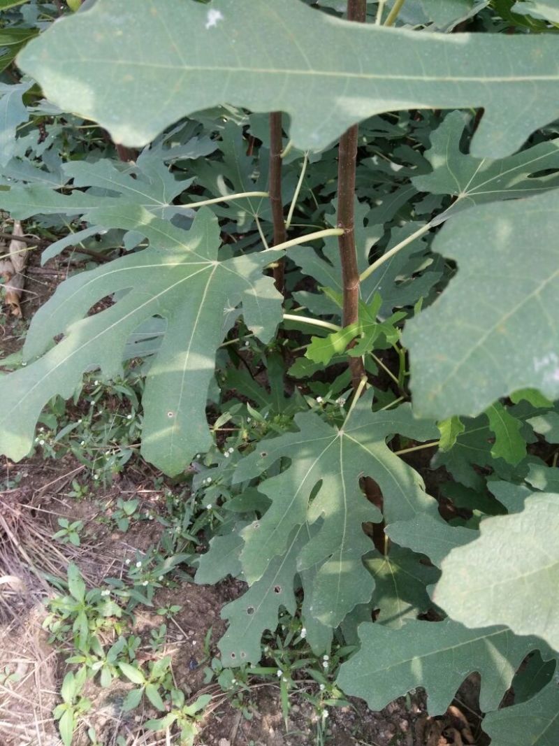 大量出售无花果苗布兰瑞克波姬红品种齐全价格优惠