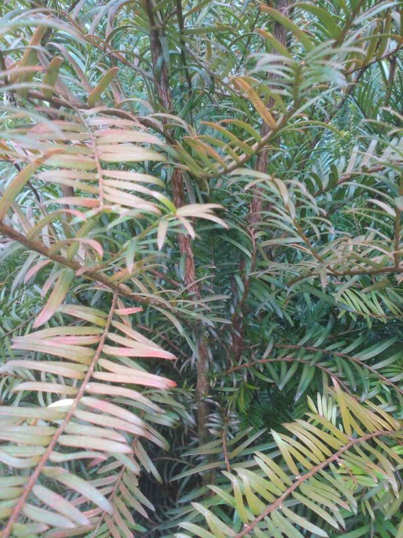 红豆杉