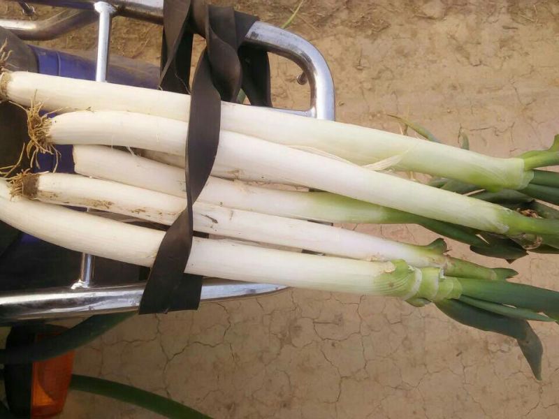 铁杆大葱