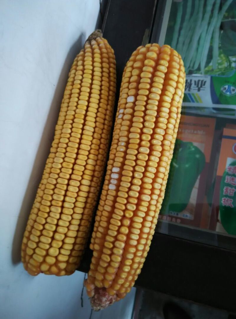 玉米种子