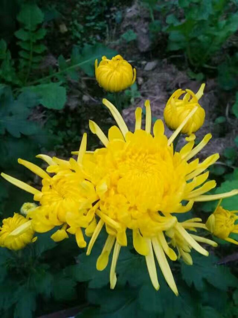 菊花茶