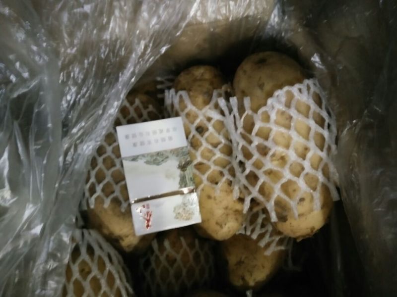 荷兰十五土豆
