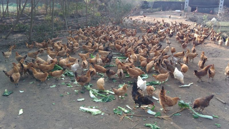 绿壳鸡蛋食用50g以下