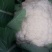 白花菜散装