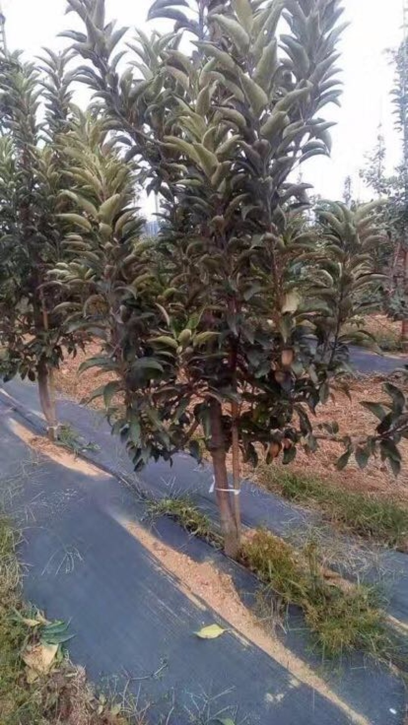 梨树清地处理中，一棵也是批发价格，需要的抓紧联系