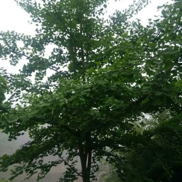 银杏实生树4~6cm1.5~2米1米以下