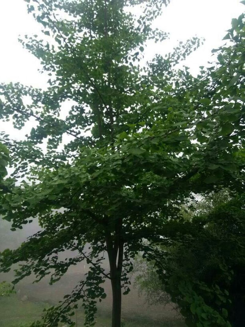 银杏实生树4~6cm1.5~2米1米以下