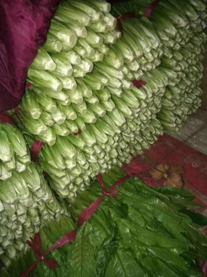 油麦菜产地供应大量现货四季有货，冷库包装齐全
