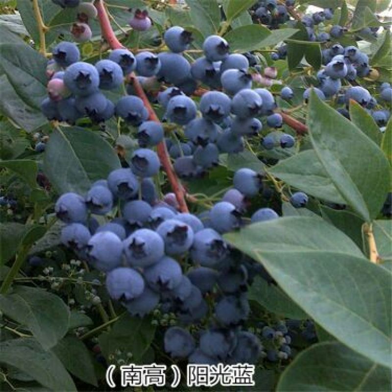 蓝莓苗1~2年80~100cm