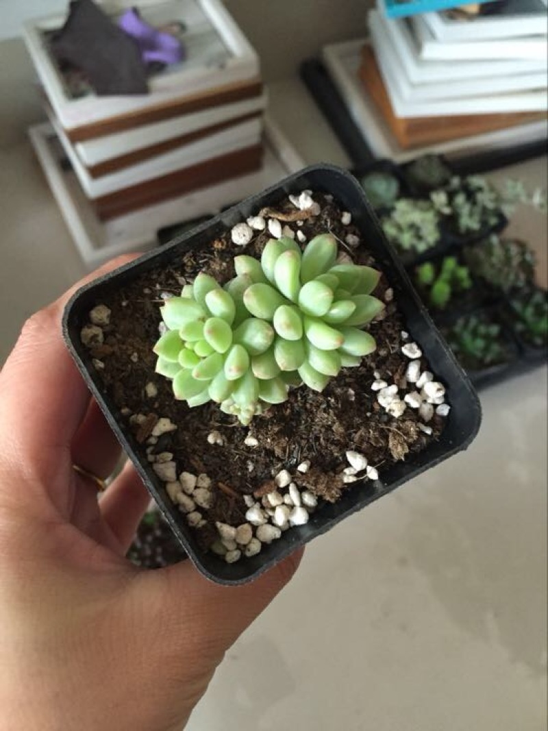 多肉植物