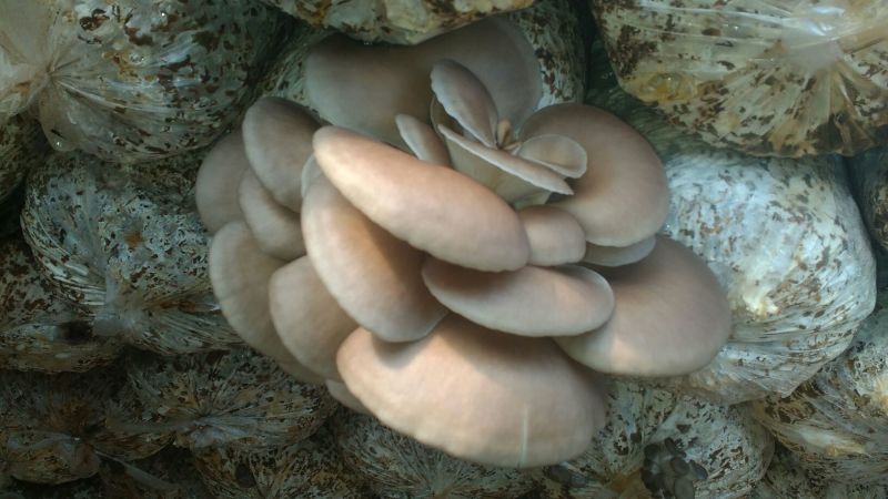 【优选】河北平菇灰平菇3~5厘米黑色厚，一手货源