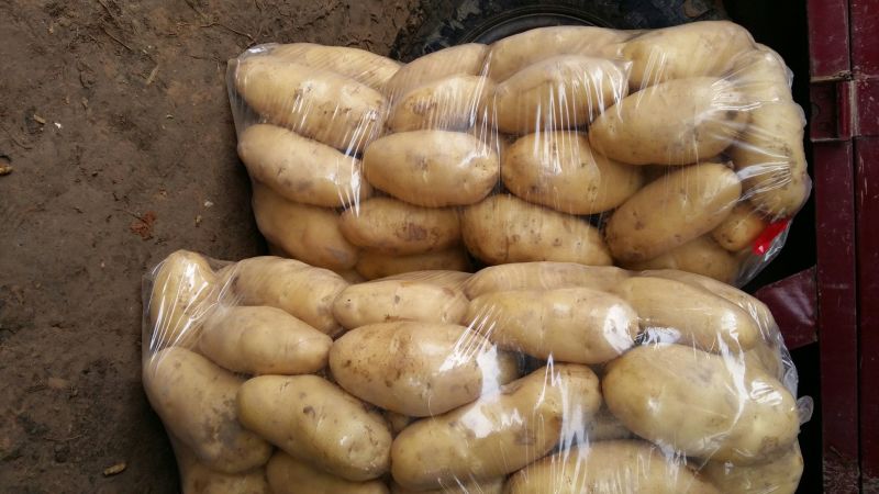 荷兰十五土豆3两以上通货