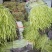 韭黄头茬40~50公分