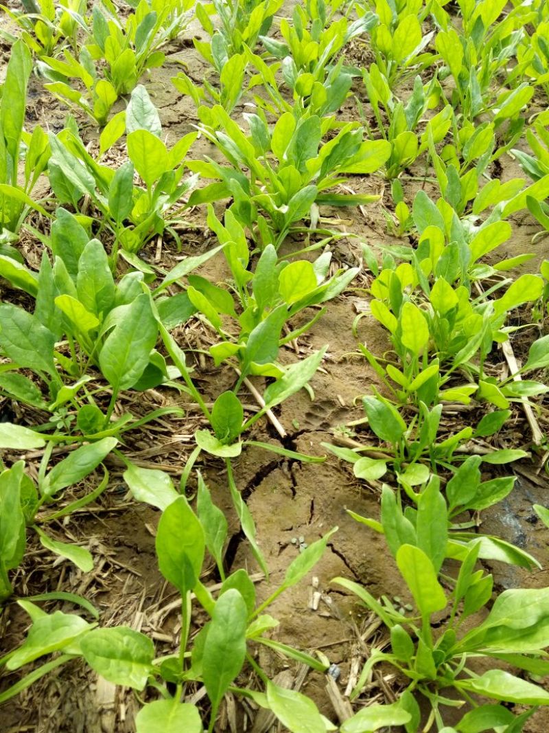 越冬菠菜15~20厘米