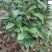 茶花树100~140cm