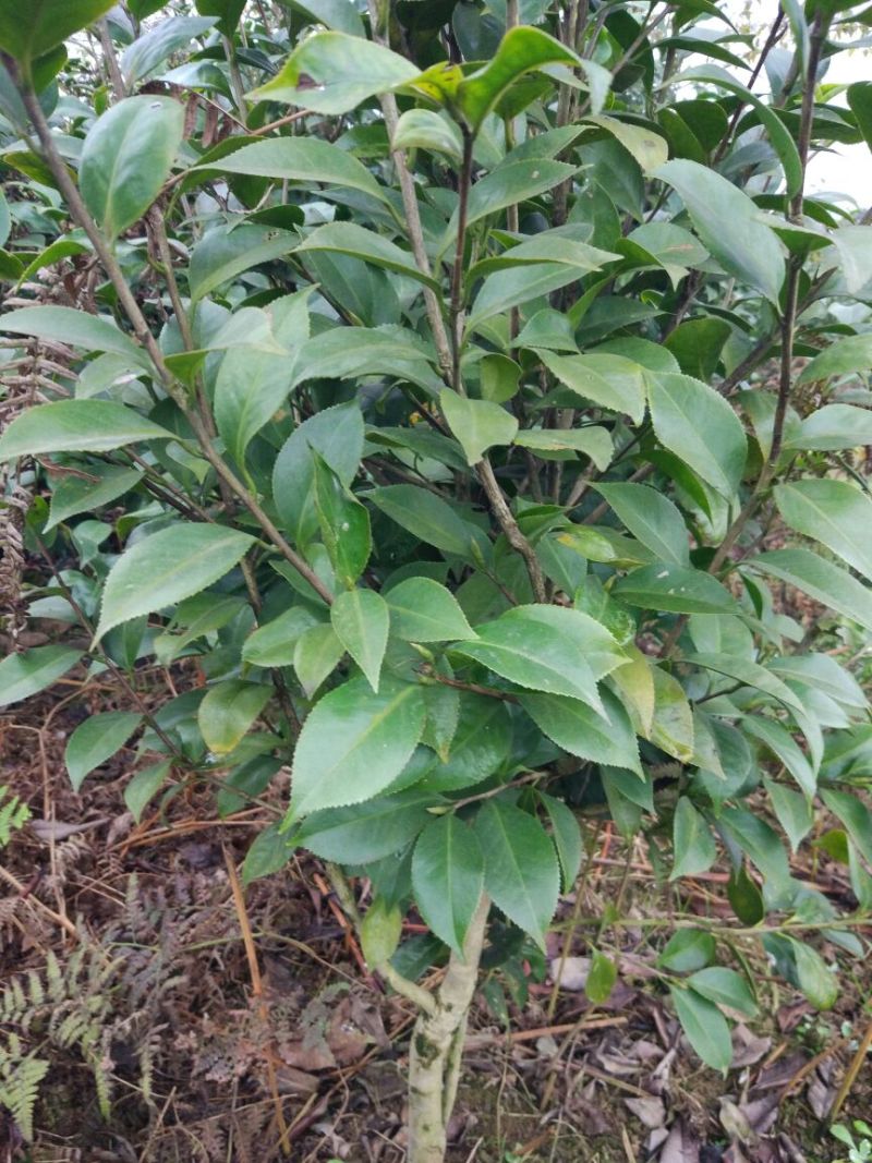 茶花树100~140cm