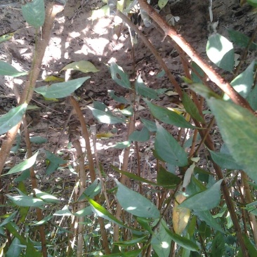 嫁接各种李子品种苗，粗0.8起，统苗，薄膜包装！