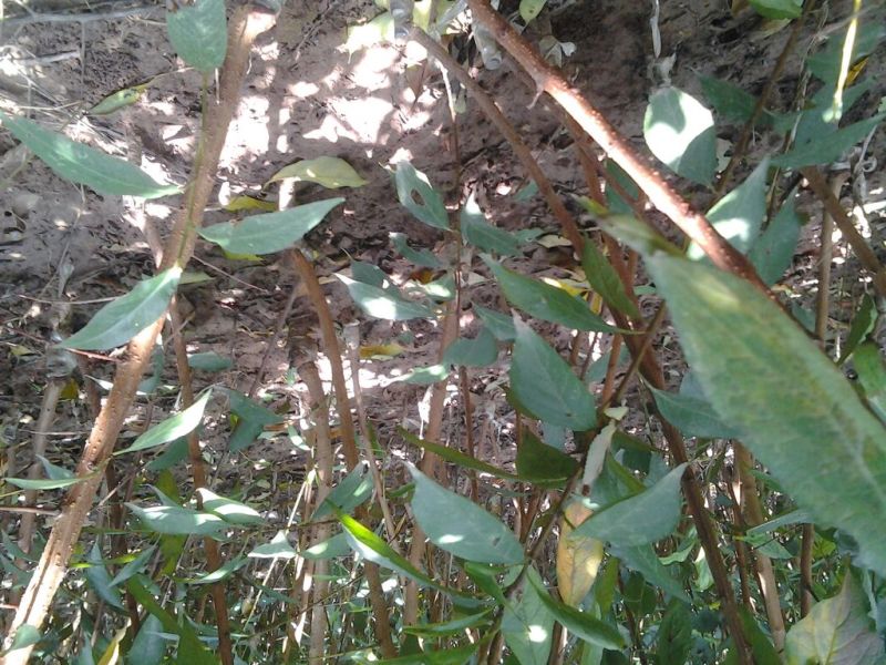 嫁接各种李子品种苗，粗0.8起，统苗，薄膜包装！