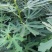 无花果苗波姬红青皮布兰瑞克1-2年