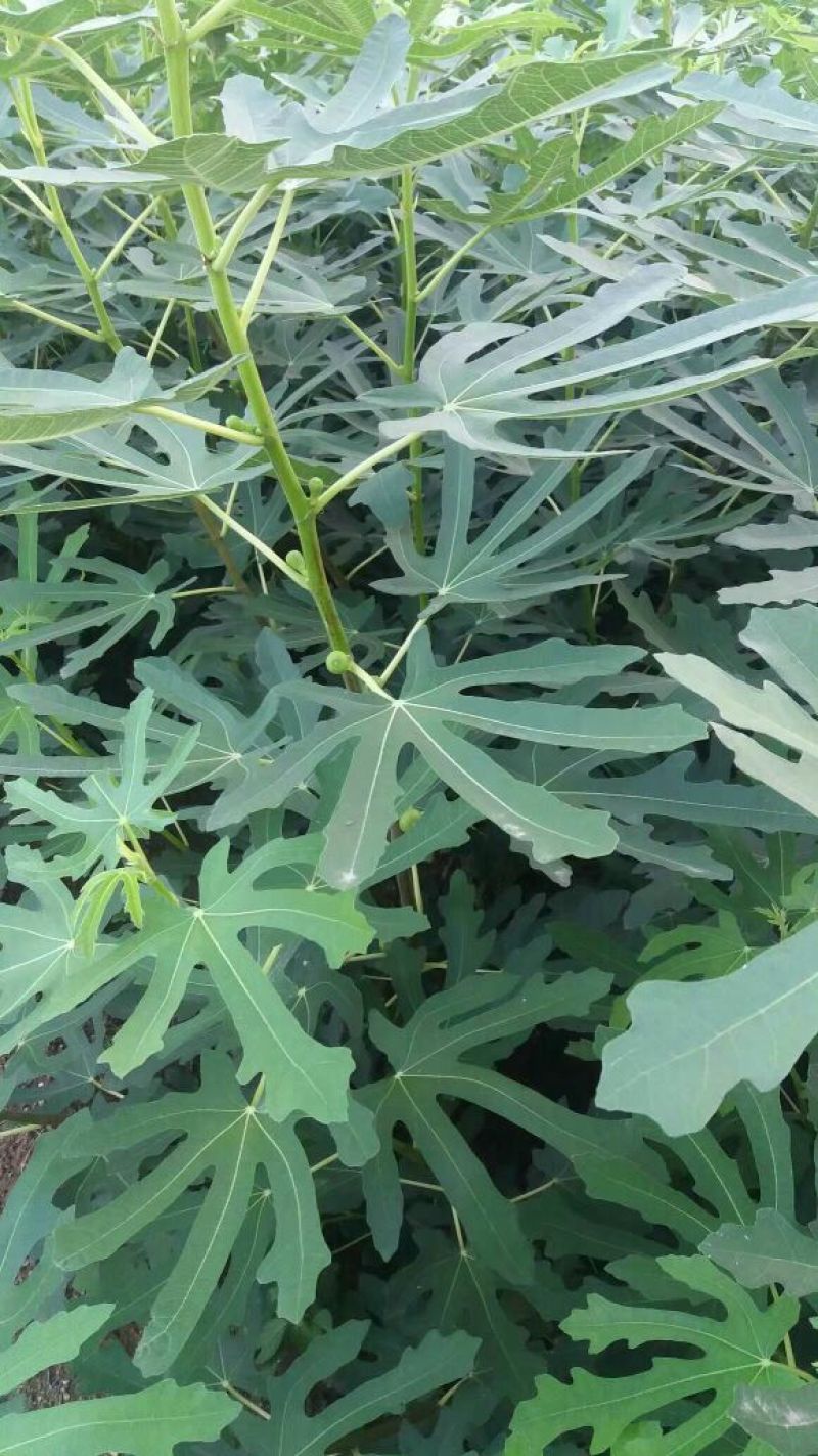 无花果苗波姬红青皮布兰瑞克1-2年
