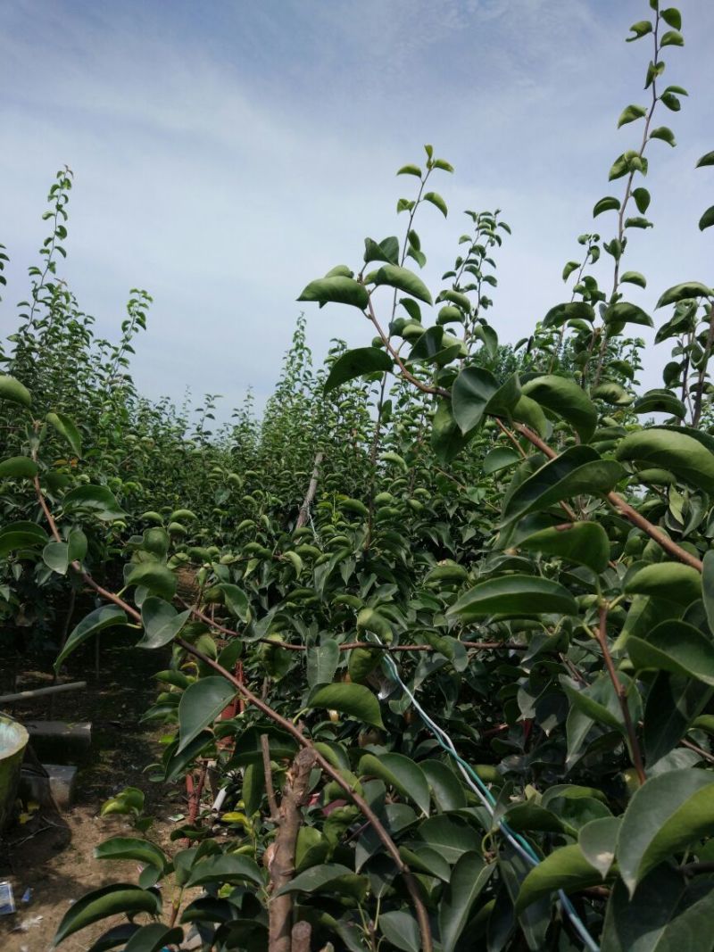 爱宕梨500~550g膜袋