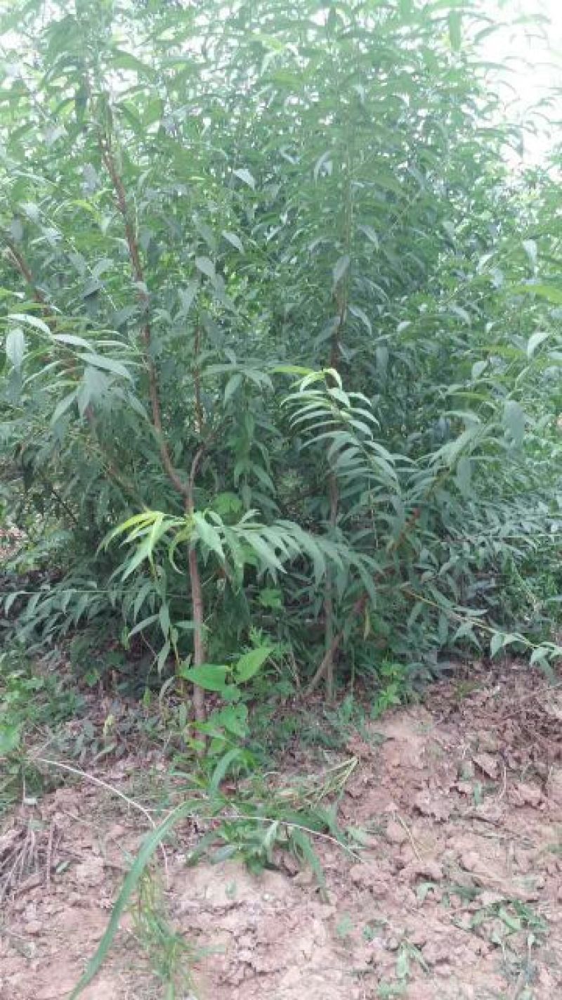 桃树苗80cm以上