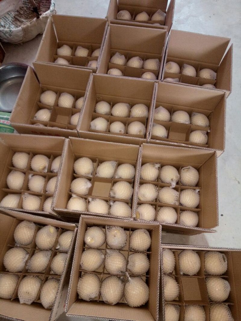 酥梨400~450g纸加膜