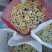 杭州白菊散装