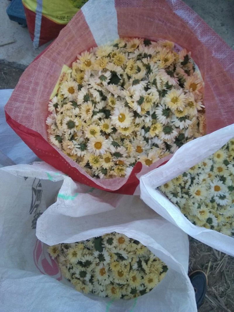 杭州白菊散装