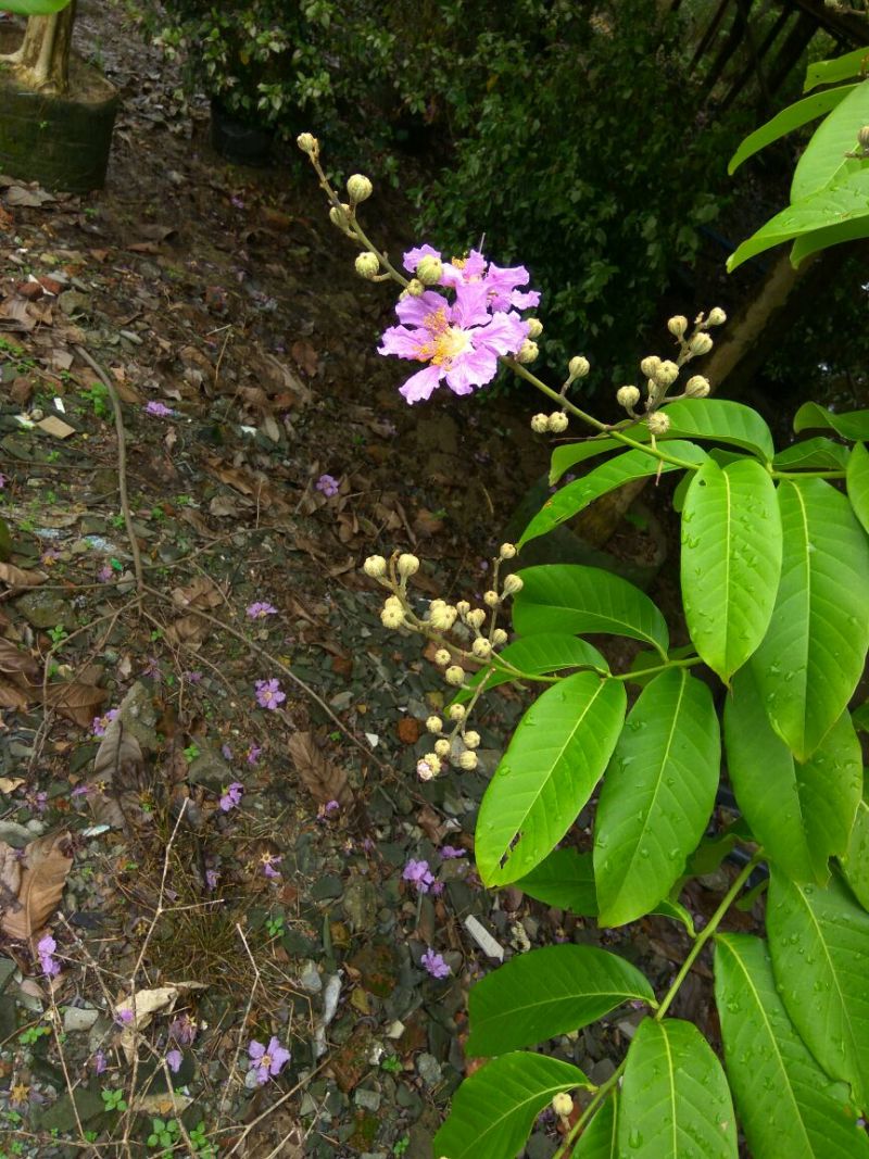 紫薇树8~10cm2.5~3米2~3米