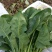 大叶菠菜20~25厘米
