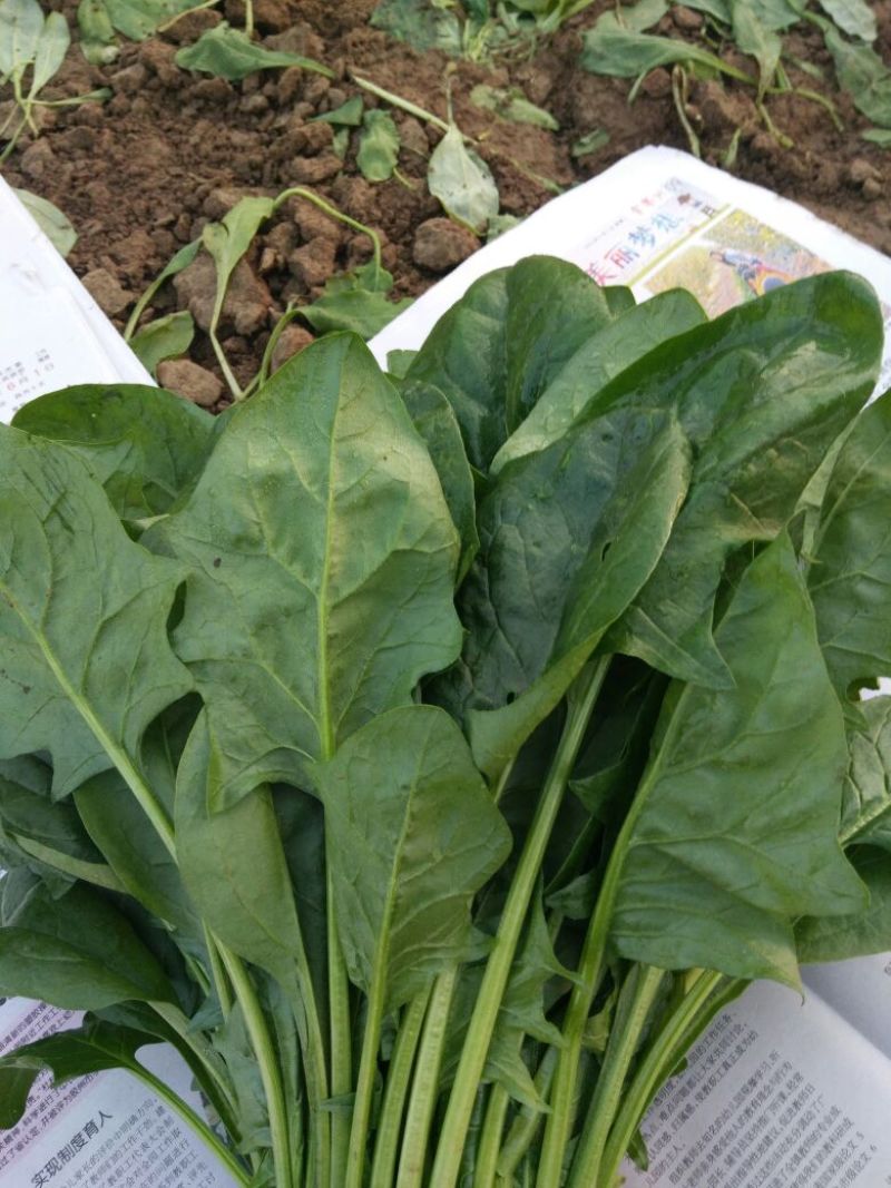 大叶菠菜20~25厘米