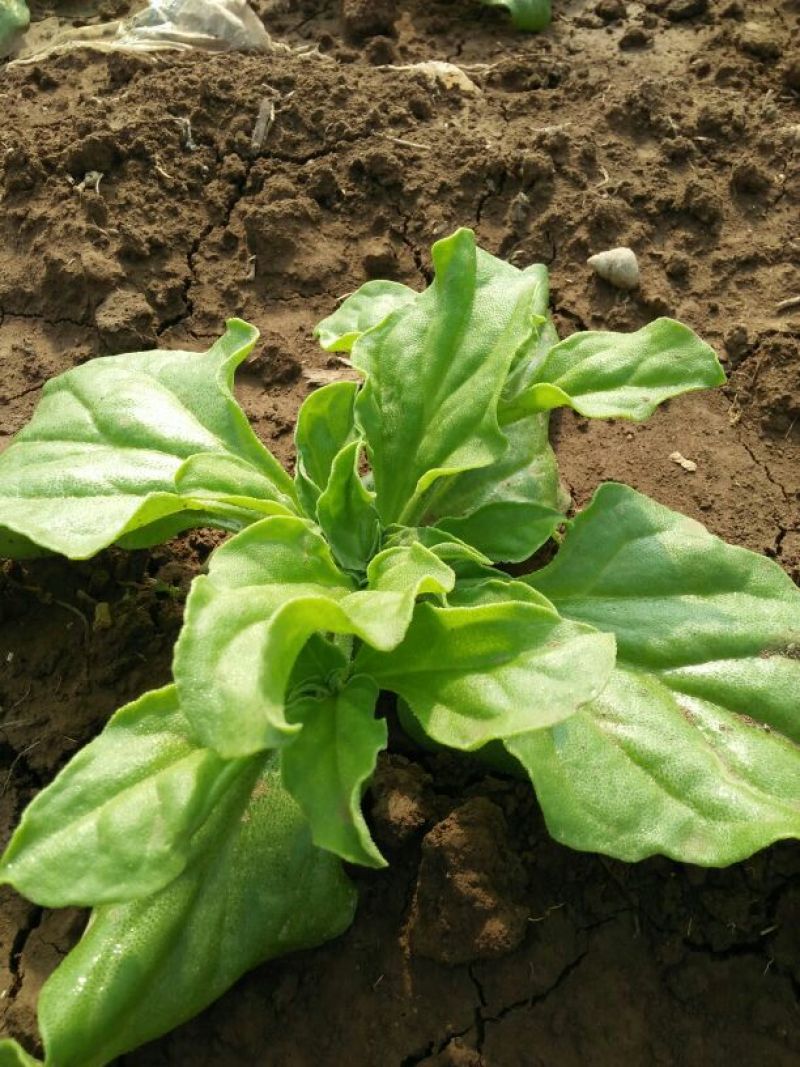 非洲冰草