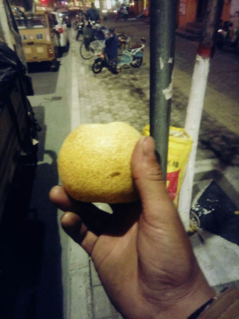 酥梨400~450g光果