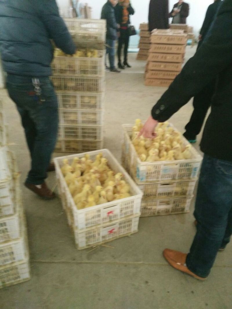 狮头鹅苗250g