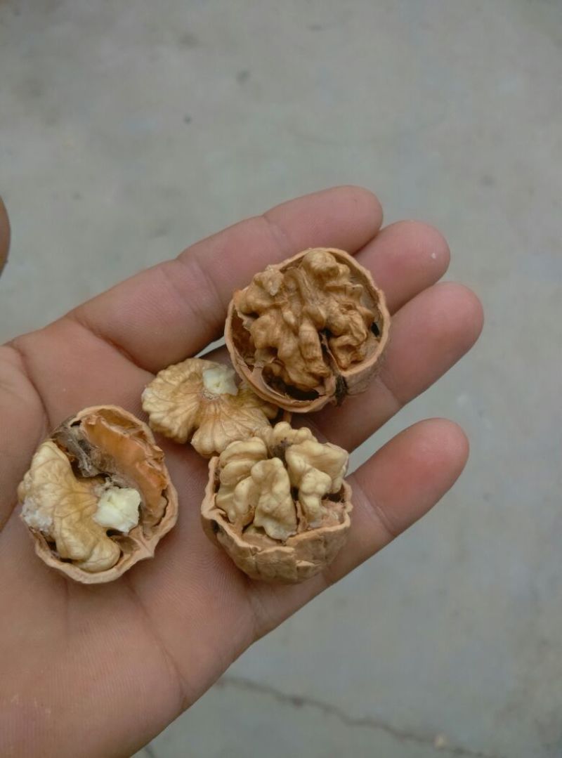 薄皮核桃30mm以上去皮