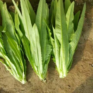 油麦菜35~40厘米以上