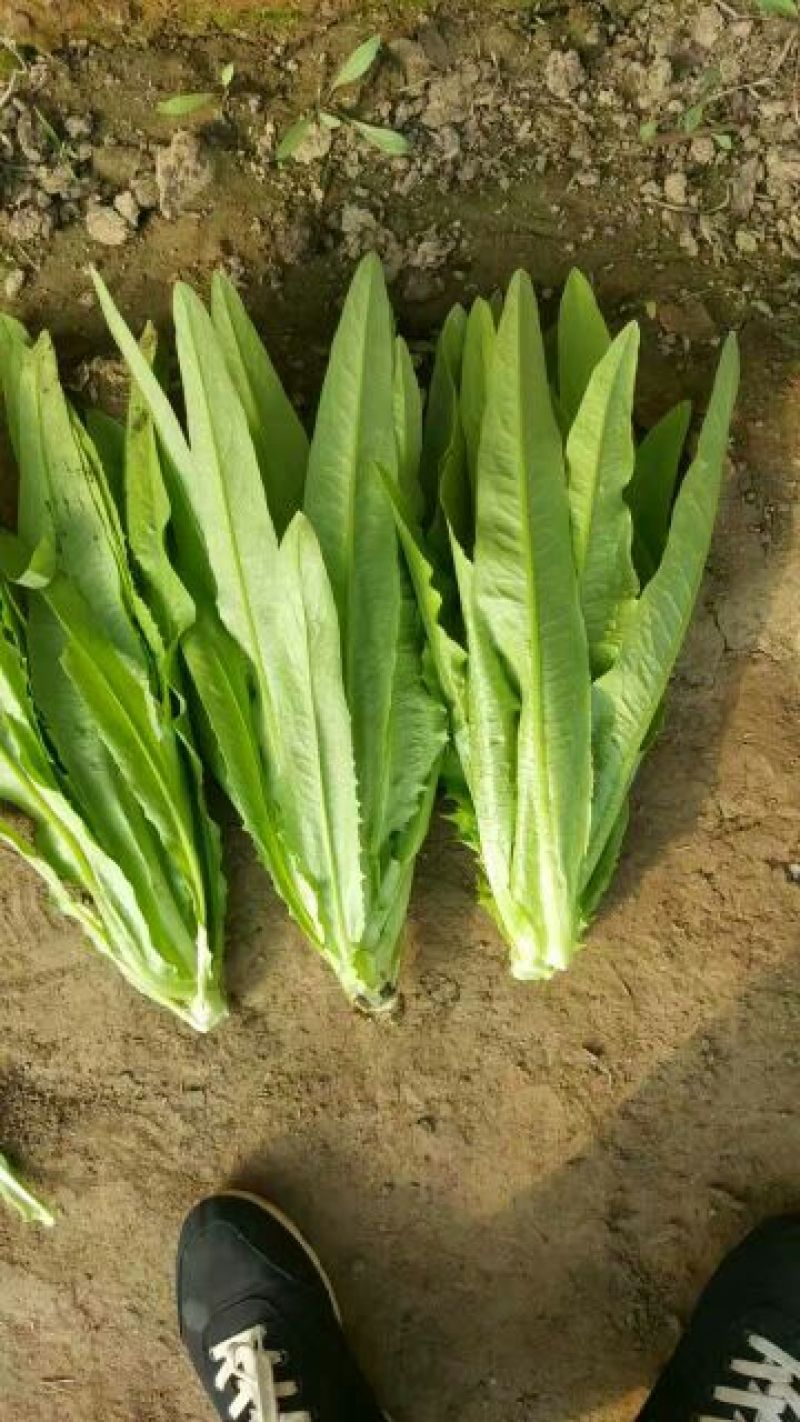 油麦菜35~40厘米以上