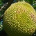 菠萝蜜5~10斤,68/个,广东省内包邮