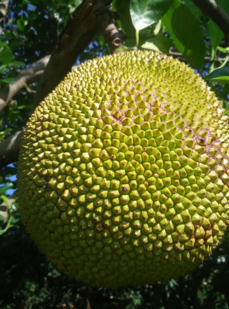 菠萝蜜5~10斤，68/个，广东省内包邮