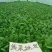 青梗菜